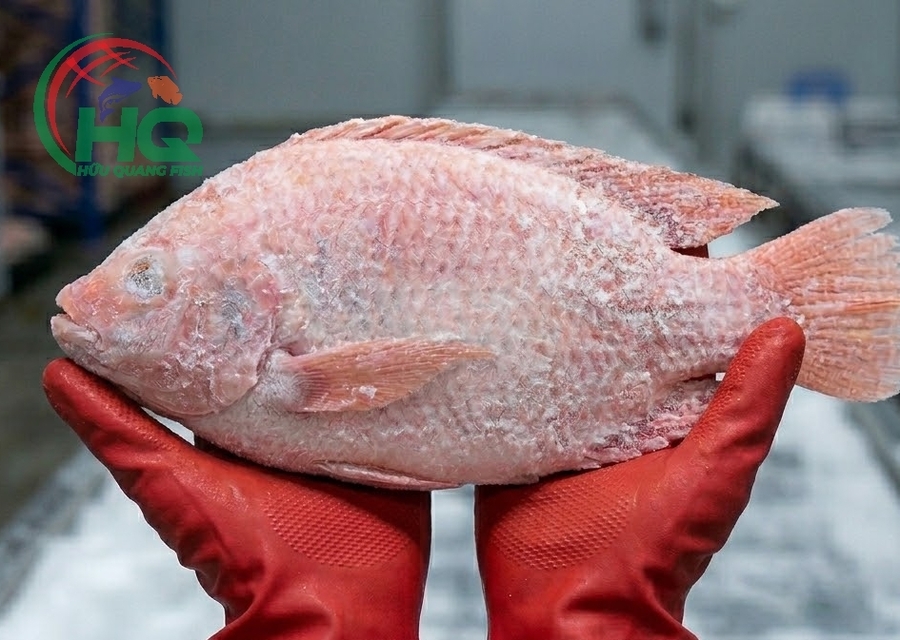 Red Tilapia WGGS