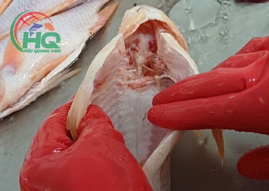 Red Tilapia WGGS