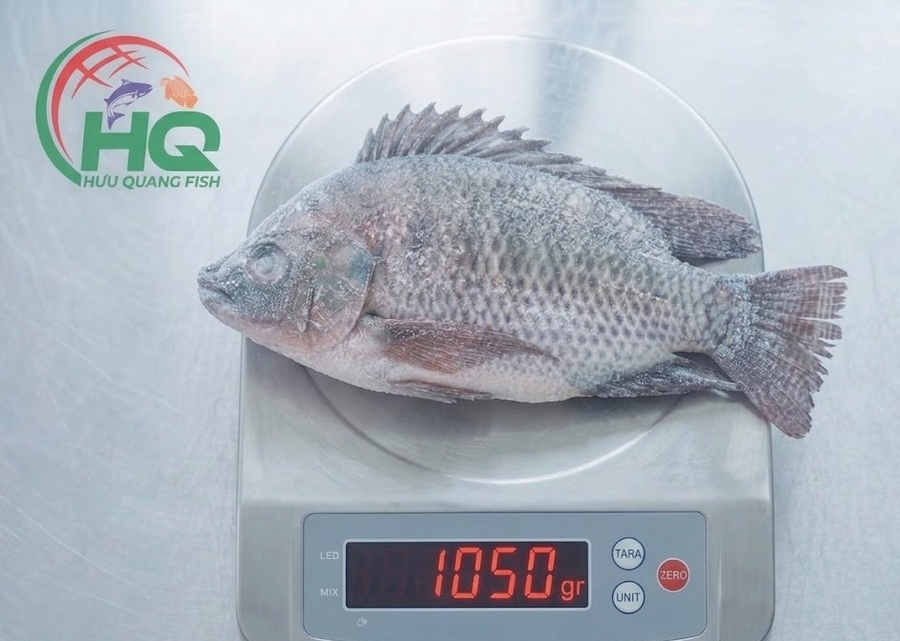 Tilapia WGGS
