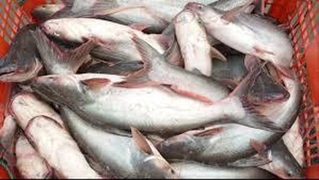 Vietnamese pangasius: From export recovery to the need to upgrade the value chain
