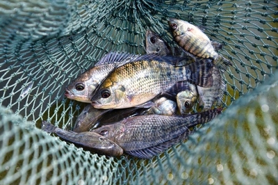 New tilapia strain boosts growth rate by 27%