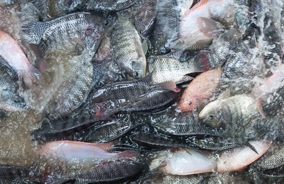 Vietnam's competitors in the global tilapia market