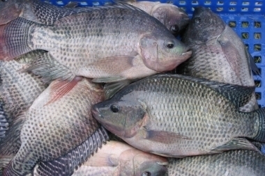 Tilapia exports to Asia: Plenty of room for value-added products