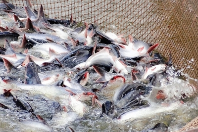 Vietnamese pangasius exports to the US: Cautious recovery in the face of tariff variables