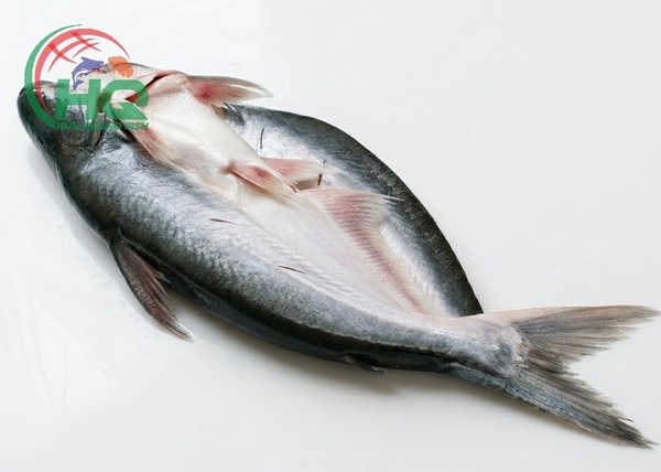 Pangasius Butterfly